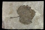 Fossil Sycamore Leaf (Platanus) - Nebraska #133005-1